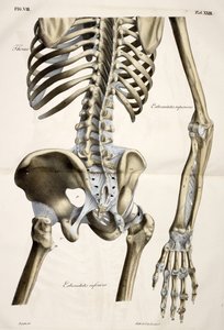 Tórax, de Placas anatómicas del cuerpo humano ejecutadas según dimensiones naturales, acompañadas de un texto explicativo Publicado por el cte de Lasteyrie