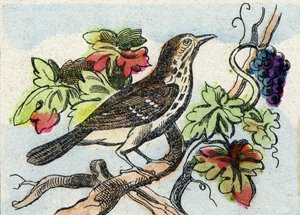 Zorzal. Grabado en "Buffon Alphabet des Oiseaux n 1". 3ª Serie N 1. Imágenes de Epinal, Epinal, finales del siglo XIX. 16 páginas. de French School