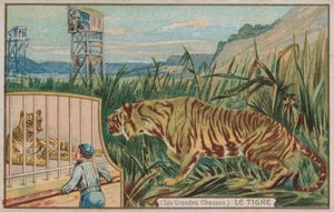 Tigre (cromolito)