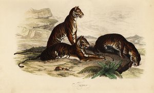 Tigre, Panthera tigris de French School