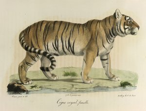 Tigre real, hembra. Un tigre real hembra, de Historia natural de los mamíferos (litografia en color) de French School
