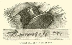 Pulgas entrenadas trabajando y en ejercicio de French School