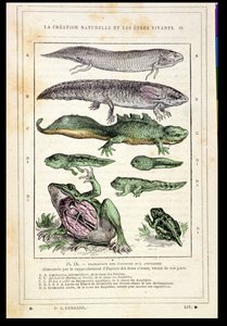 Transición de peces a anfibios, de un libro del Dr. Rengade, c.1880