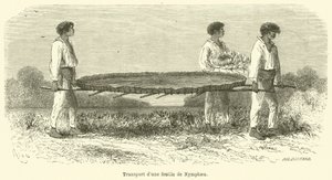 Transporte de una hoja de Nymphaea