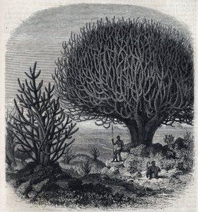 Árbol Euphorbo en África Oriental (Sudán). Grabado por Freeman en "El Magasin Pintoresco" de French School