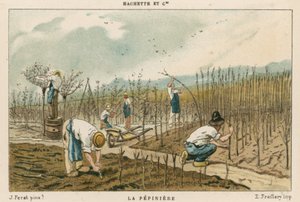 Vivero de árboles de French School