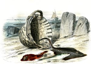 Trigle grondin (Trigle cuculus), merlán (merlangius merlangus), raie grondin (dipturus batis) - Lámina extraída de la Histoire Naturelle de Bernard Germain de Lacepede (1856-1925), edición P.Furme, París.