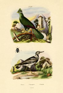Turaco de French School