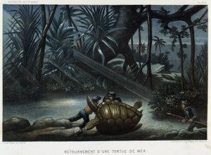 Tortuga de una tortuga marina - en “Le monde de la mer” de Alfred Fredol, Hachette, París