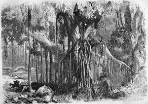 Un bosque de banianos, en India de French School