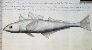 Pez desconocido, Estrecho de Magallanes, acuarela del libro de registro de Jacques Gouin de Beauchesne, capitán de la Compagnie royale de la Mer du Sud, de 1698 a 1701, Francia de French School