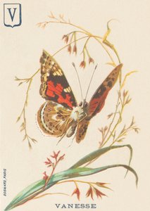 V: Vanesse (Vanessa cardui o dama pintada o Vanesse del cardo) de French School