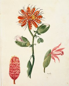 Orquídea de vainilla (vanilla planifolia) de French School
