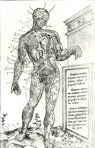 Sistema vascular según Charles Etienne, de De dissectione partium corporis humani libri tres, 1545 de French School