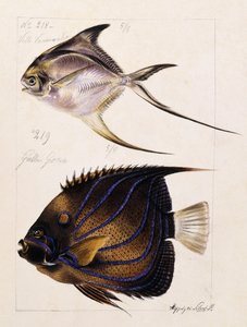 Velle... Etc, c.1850 de French School