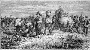 Viticultura en Medoc: recolección de uvas durante la cosecha. Grabado en “Le Monde Illustré” n°561 del 11 de enero de 1868. de French School