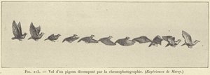 Vuelo de una paloma descompuesto por la cronofotografía de French School