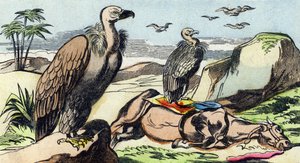 Buitres. Grabado en "Buffon Alphabet des Oiseaux n 1". 3ª Serie N 1. Imágenes de Epinal, Epinal, finales del siglo XIX. 16 páginas.