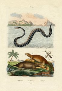 Rata de agua, 1833-39 de French School