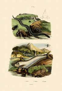 Wels Catfish de French School