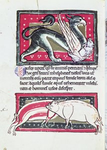 Jabalí y grifo, miniatura del Bestiario de Saltykowchsh Edrin de French School