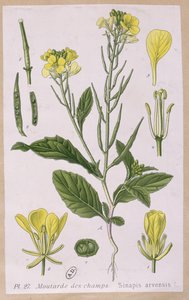Mostaza Silvestre (Sinapis Arvensis)