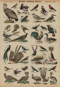 Aves silvestres de French School