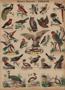 Aves silvestres de French School