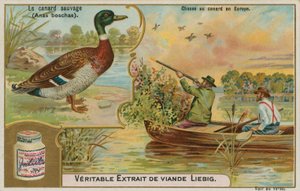 Pato salvaje; caza de patos en Europa de French School