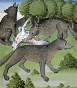 Lobos de French School