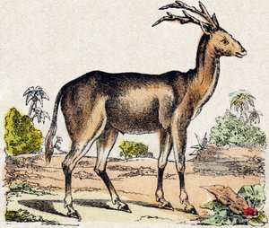 Xantarus. Grabado en "Alfabeto de los animales salvajes". 9ª Serie. Imágenes de Epinal, Pellerin, impresor-editor, circa 1870. Grabados en madera, estarcidos. 16 páginas. Dim: 20 x 15 cm. Colección privada