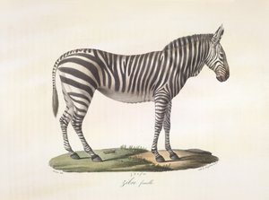 Cebra hembra. Cebra hembra, de Historia natural de los mamíferos (litografia en color) de French School