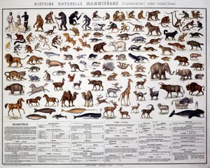 Zoología: clasificación de los mamíferos según el biólogo francés Georges Cuvier (1769-1832). Tabla de Historia Natural de French School