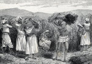 Recolección de zarzaparrilla en Perú (grabado) 1888 de French School