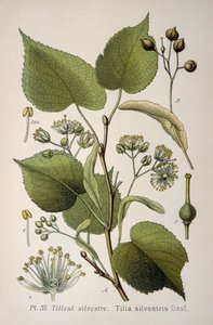 hojas de "Tilia Silvestris", un género de árboles