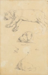 Estudios caninos: Waldmann y Ami de Friedrich August Mathias Gauermann