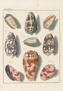 Neues systematisches Conchylien-Cabinet, 1768 de Friedrich Heinrich Wilhelm Martini