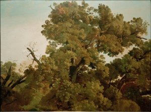 Roble de Friedrich Nerly