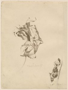 Hojas marchitas