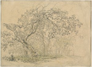 Arboleda [verso] de Friedrich Salathé