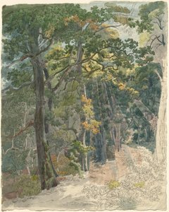 Rayos de sol golpeando un sendero en el bosque de Friedrich Salathé