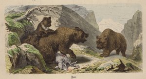 Oso
