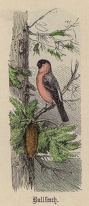 Camachuelo