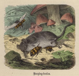 Escarabajos Enterradores de Friedrich Specht
