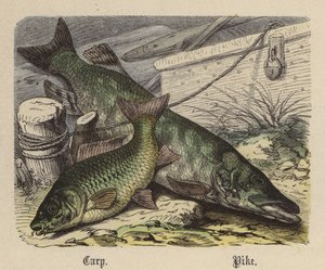 Carpa, Lucio