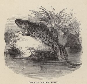 Tritón común