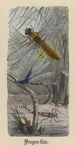 Libélulas de Friedrich Specht
