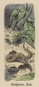 Lombriz de Tierra, Hormigas de Friedrich Specht