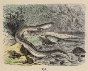 Anguila de Friedrich Specht