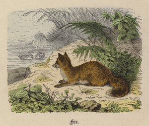 Zorro de Friedrich Specht